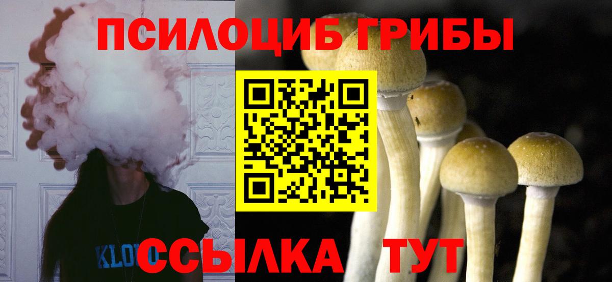 Галлюциногенные грибы Psilocybe Северодвинск